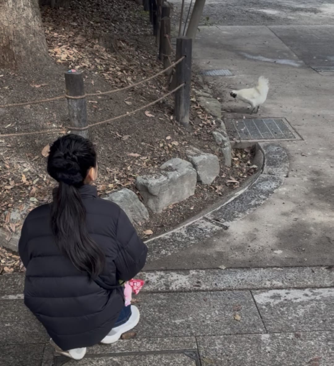 熱田神宮の境内で放し飼いにされている白い神鶏様と、見つめる娘の後ろ姿