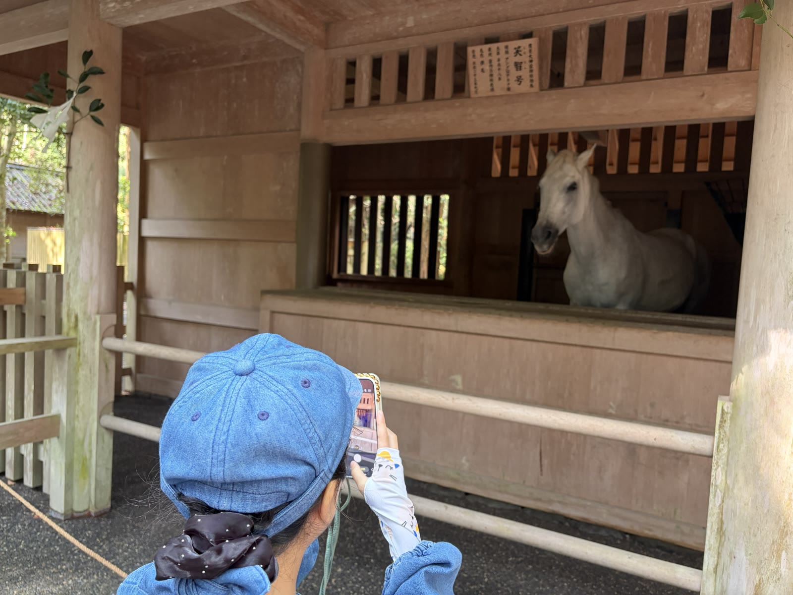 外宮の御厩にいる神馬の白馬「笑智号」を娘が撮影する後ろ姿（伊勢神宮）